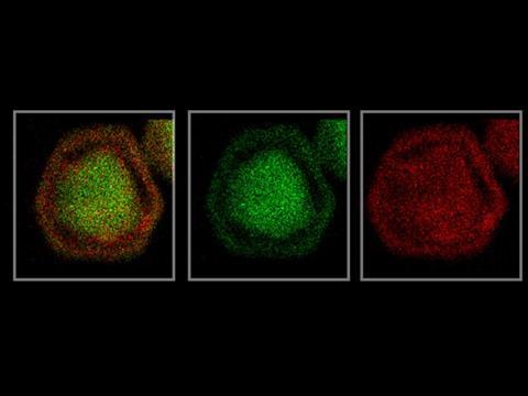 Low-Res_nanoparticle-imaging