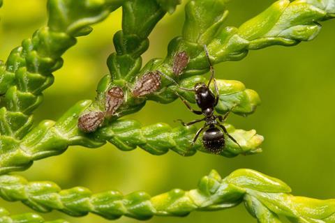 Lasius_niger_y_Cinara_tujafilina_en_Thuja_orientalis