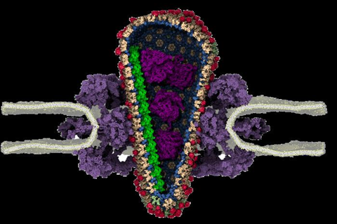 Low-Res_capsid_IN_CypA_2ssRNA_sbcgNPC_6CACypA_nofront_v2_4k_transparent (1)