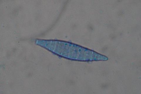 <i>Microsporum canis</i>