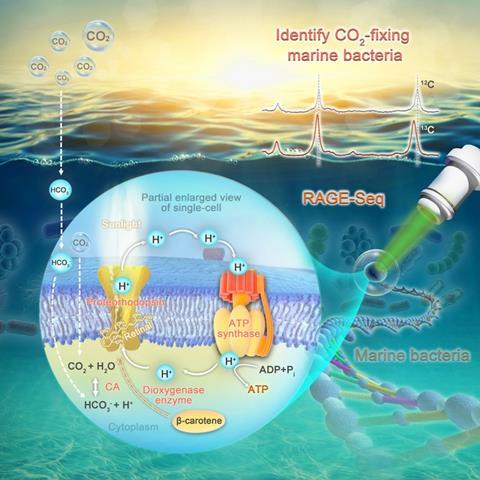Low-Res_Raman-based single-cell metabolic profiling and genomics reveal CO2-fixing bacteria in the ocean.jpg