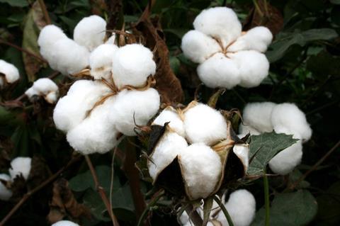 cotton-4220654_1280