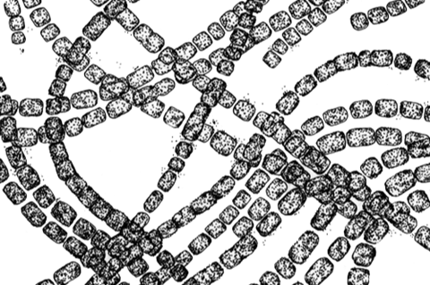 201606_06_cyanobacteria