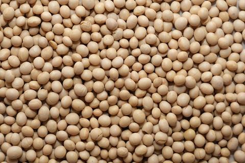 soy-bean-4994576_1280