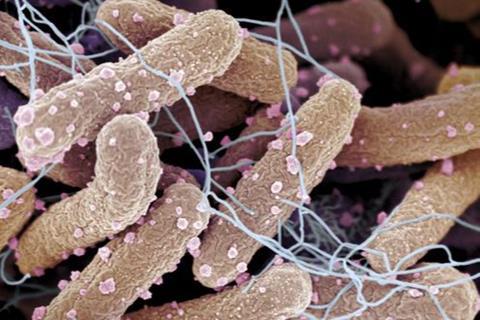 Low-Res_Boehm_Alex_E_Coli_Biofilm
