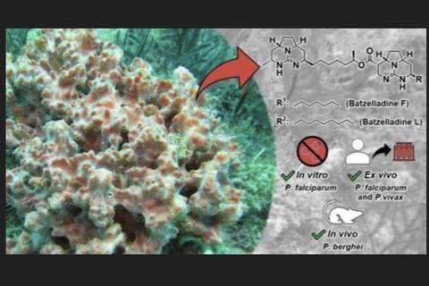 marine sponge