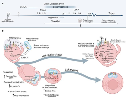 Low-Res_new-eukaryogenesis-model_white-background