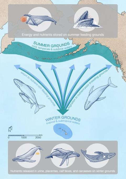 Low-Res_whale conveyor belt diagram