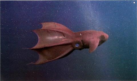 Vampire Squid