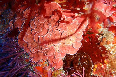 Crustose_coralline_algae,_South_East_Bay,_Three_Kings_Islands_PA121443