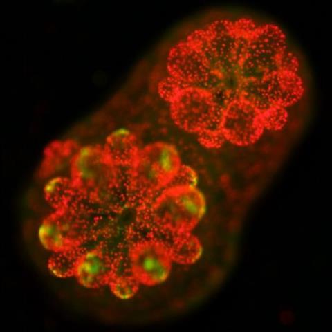 Low-Res_glowing coral