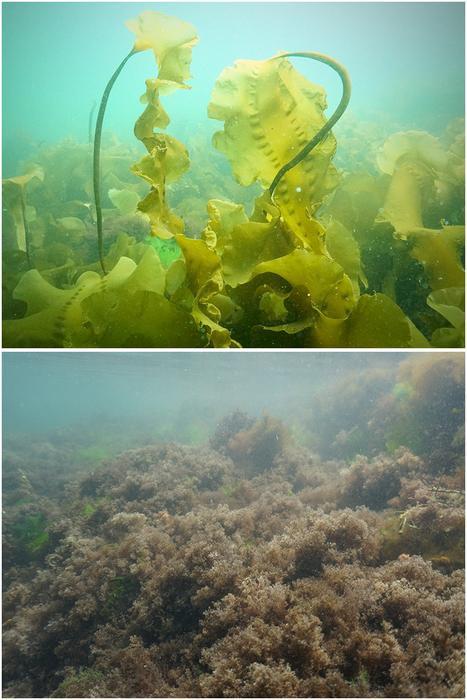 Low-Res_kelp forest vs turf
