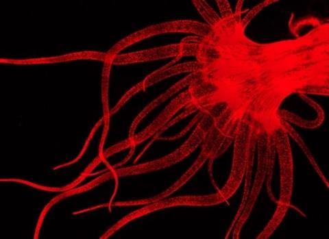 Low-Res_Aiptasia_fluo (1)