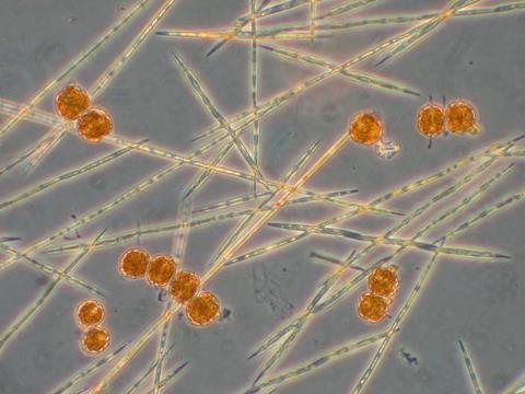 Low-Res_harmful Algae Pseudo-nitzsciah_Alexandrium