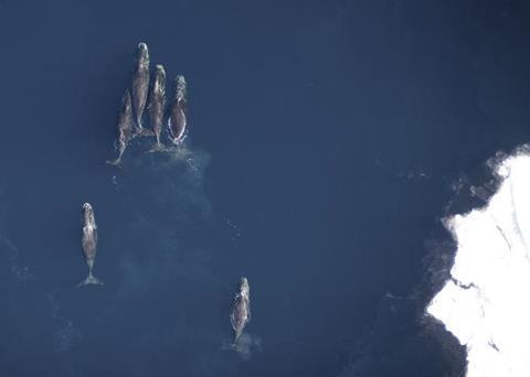Low-Res_2) Aerial view of 6 whales photo copy