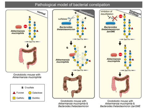 Low-Res_Pathological model of bacterial constipation