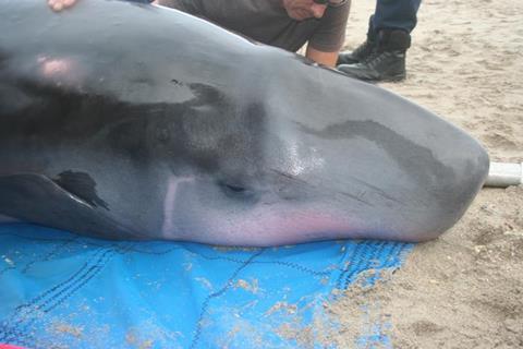 Low-Res_stranded-pygmy-whale-closeup