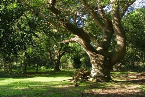Twisted_oak,_Broom_Hill,_New_Forest_-_geograph.org.uk_-_464508