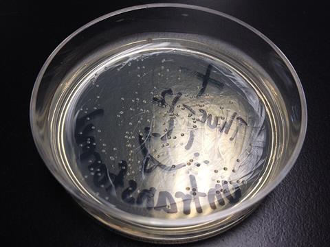 Colonies_of_Escherichia_coli_on_agar_plate