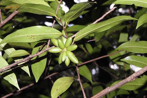Goniothalamus_wightii-2-chemunji-kerala-India