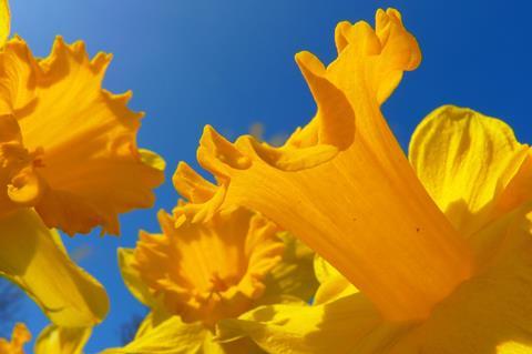 daffodil-6368_1280