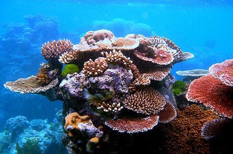 Coral_Outcrop_Flynn_Reef