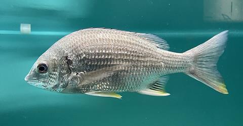 Acanthopagrus_latus_Umitamago