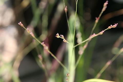 Panicum_virgatum_Shenandoah_2zz (1)