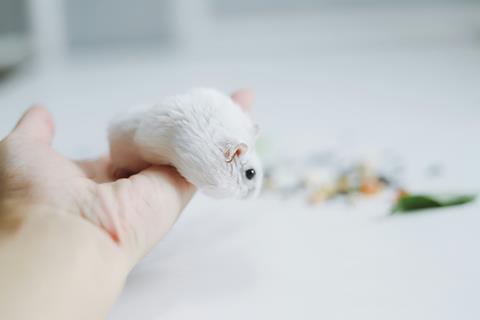 raychan-2zS4Q6Wvkco-unsplash