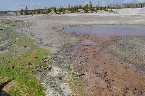 Algae_on_left_bacteria_on_right_at_Norris_Geyser_Basin_in_Yellowstone