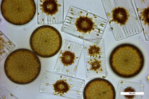Marine_diatoms.tif
