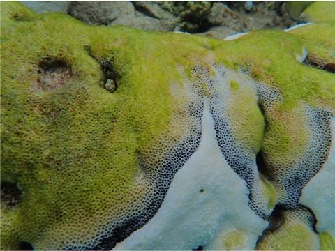 black-band-disease on coral