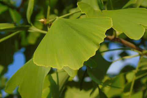 Ginkgo_biloba.004_-_Ponferrada