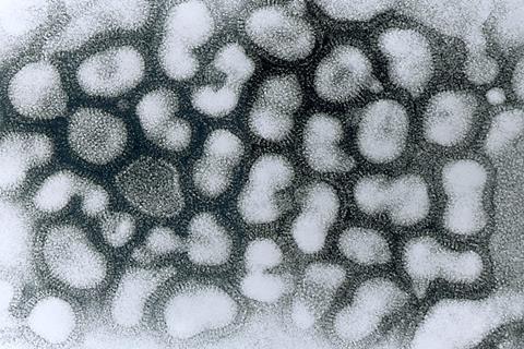 Influenza_A_-_late_passage