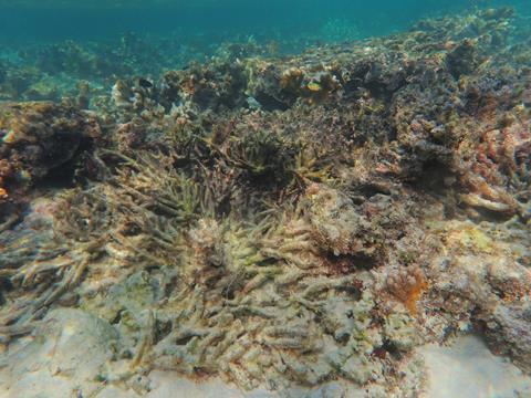 Acropora coral rubble due to bleaching event. April 2024. One Tree Island Reef