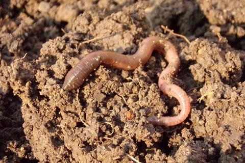 earthworm-686593_1280 (1)