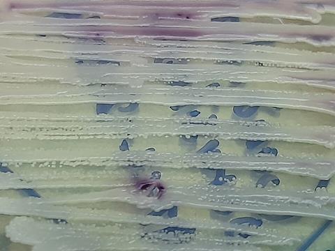 Candida_parapsilosis_ATCC_22019_growth_on_Chromagar