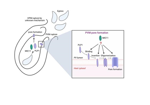 Low-Res_Fig. 1_Yamamoto
