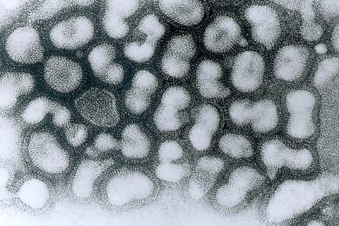 Influenza_A_-_late_passage