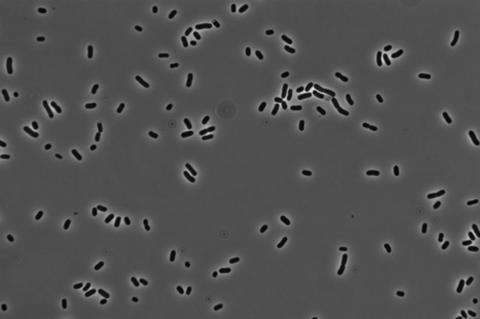 Oral Klebsiella pneumoniae
