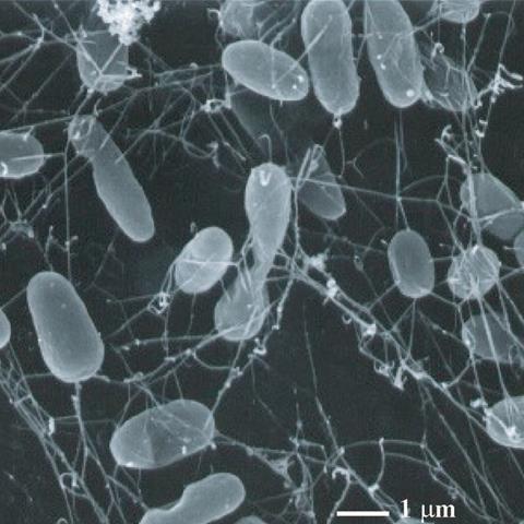 Thermophile_bacteria2