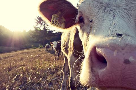 cow-932817_1280