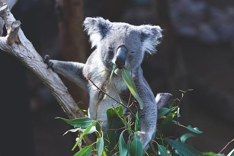 koala-8028989_1280
