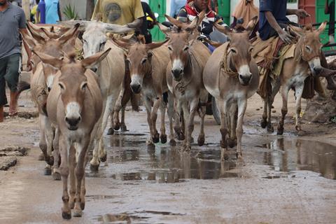 Donkeys support countless communities such as in Lamu, Kenya - The Donkey Sanctuary