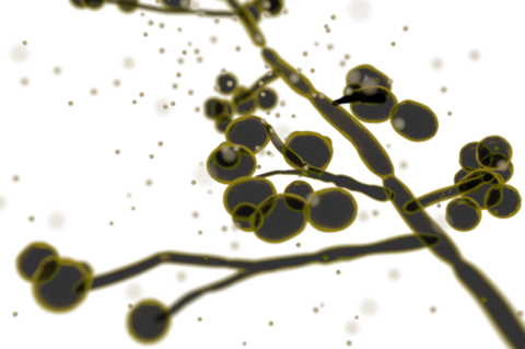201709_Candida_albicans.svgz