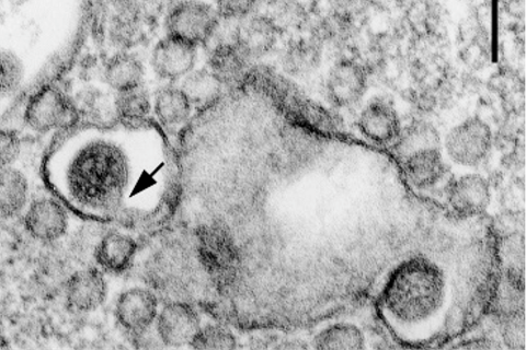 Viruses-11-00477-g004-C