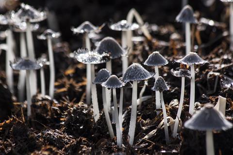mushrooms-116973_1920