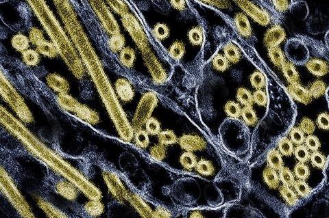 Low-Res_h5n1-influenza