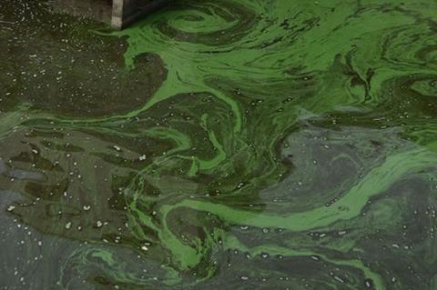 Low-Res_algae-in-water