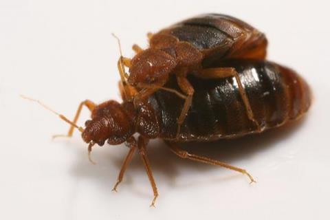 Low-Res_SH7W7469_Bedbugs